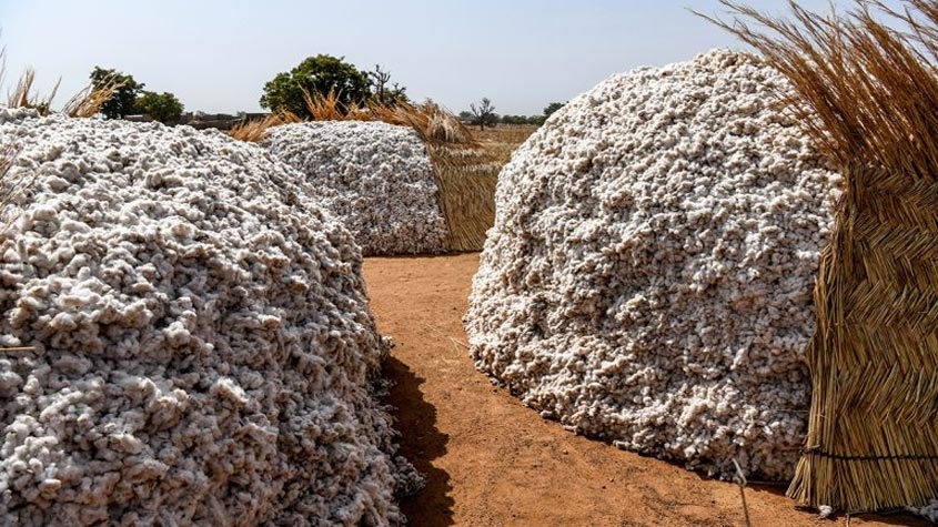 Celebrating World Cotton Day: from field to factory 